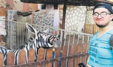 Eşeği zebra gibi boyadılar