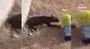 Miraç bebek Köpeğini ısırıyor sandığı köpeği ısırdı