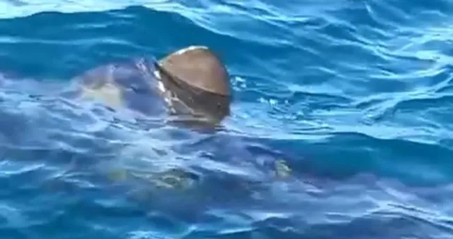 Edremit Körfezinde dev köpek balığı korkuttu