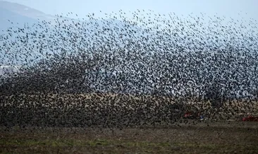 Rüyada atmaca görmek ne anlama gelir?