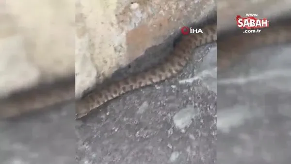 Isırığı bir insanı öldürmeye yetiyor! Engerek yılanı böyle görüntülendi | Video