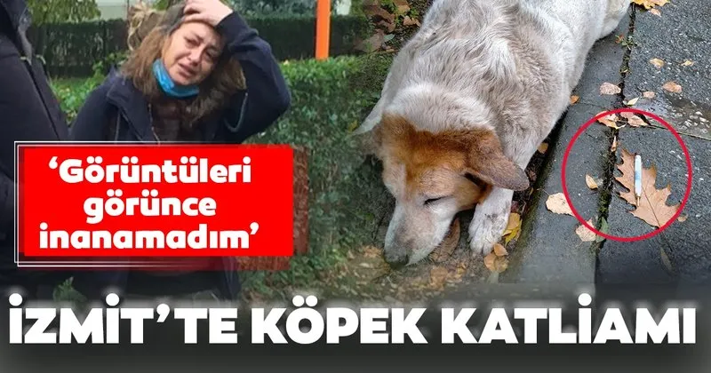 Izmit Te Kopek Katliami