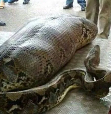 kayip kadin yilanin karnindan cikti galeri dunya