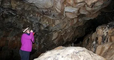 Lav tüpü mağaraları yabani hayvanlara yuva oldu