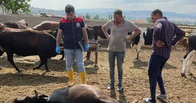 Bahşılı’da yıldırım dehşeti: 6 büyükbaş hayvan telef oldu #kirikkale