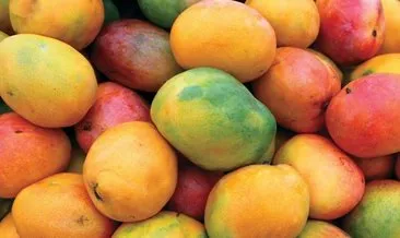Tanesi 50 liraya satılan mango üreticinin yeni gözdesi