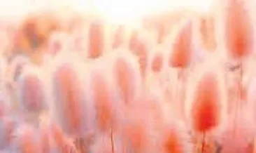 Yeni yılın rengi ‘şeftali tüyü’ olacak