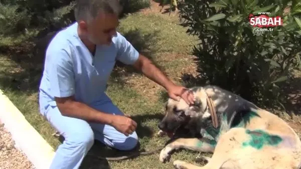 Vicdansız adam metrelerce sürüklemişti! İşte o köpeğin son hali