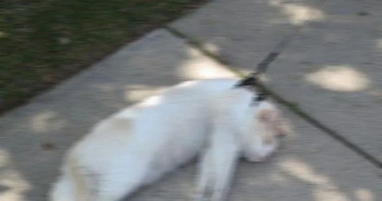 izmir de olu 4 kedi bulundu sayfa 6