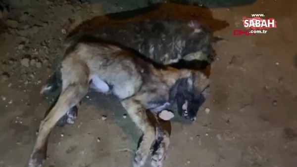 Afyonkarahisar'da 12 hayvanın ölümünde zehirlenmeden şüpheleniliyor! | Video
