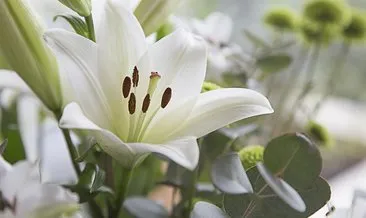 Lilyum Çiçeği Anlamı: Beyaz Lilyum Çiçeği Ne Anlama Gelir, Ne Demek?