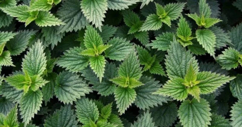 isirgan otu faydalari nelerdir ne icin kullanilir isirgan otu cayi nasil yapilir neye iyi gelir saglik haberleri