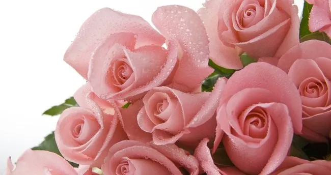 Pembe Gül Anlamı: Pembe Gül Ne Anlama Gelir, Neyi Simgeler, Neyi İfade Eder ve Ne Demek?