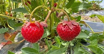 Ağrı’da alternatif tarımın yükselen yıldızı: Çilek üretimi yaygınlaşıyor #agri