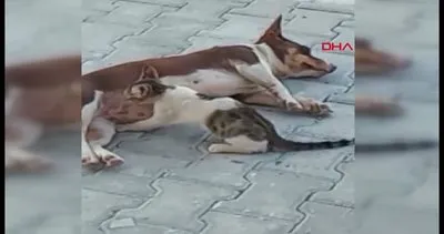 Antalya’da üç yavru kediye annelik yapan ’Max’ isimli köpek kamerada | Video