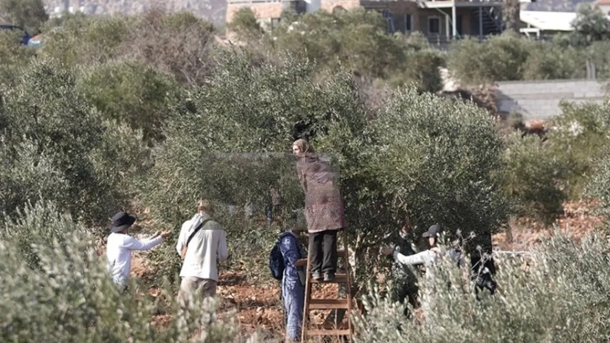 İsrail Batı Şeria’da zeytin hasadı yapan çiftçilere ekim ayında 259 kez saldırdı İsrail Batı Şeria’da zeytin hasadı yapan çiftçilere ekim ayında 259 kez saldırdı