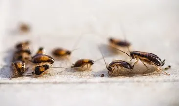 Hamam böceği istilasına karşılık 2500 dolar veriyorlar! Araştırma şirketi başvuru şartlarını açıkladı…