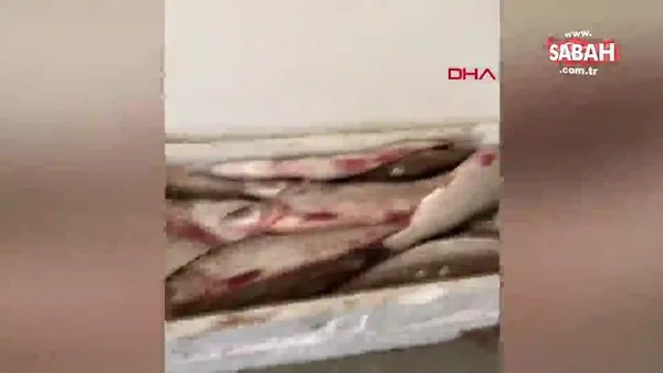 Terkos Gölü'nde kaçak avlanan 400 kg akbalığa el konuldu | Video