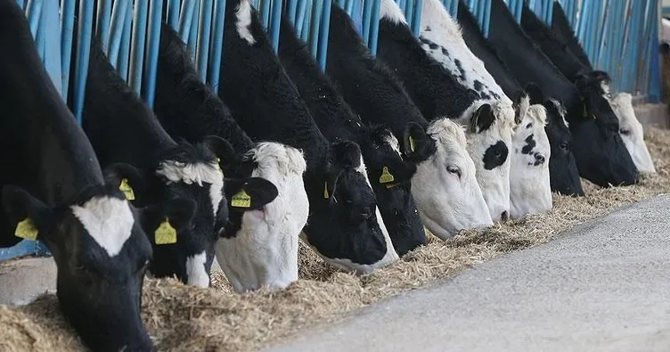 Türkiye’de inek sütü üretimi rekor düzeye ulaştı