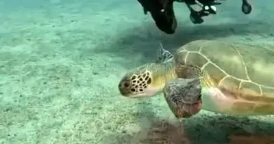 Deniz kaplumbağanın dostluğu objektife böyle yansıdı