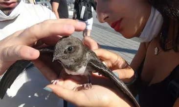 Taksim’de ebabil kuşu bulundu