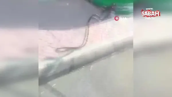 Mersin'de hastane önünde yılan paniği