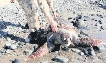 Doğa ve hayvan dostu Mehmetçik