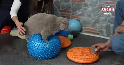 Obez kedi Şiraz pilates yaparak ve yüzerek zayıflıyor | Video