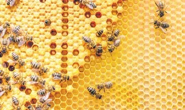 Bir arı mucizesi propolis