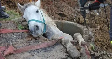 Kanalizasyona düşen atı kurtarmaya çalışan itfaiyeye saldırdı