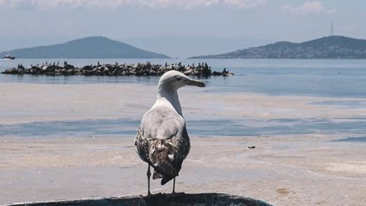 Marmara’yı umursamazlık zehirliyor