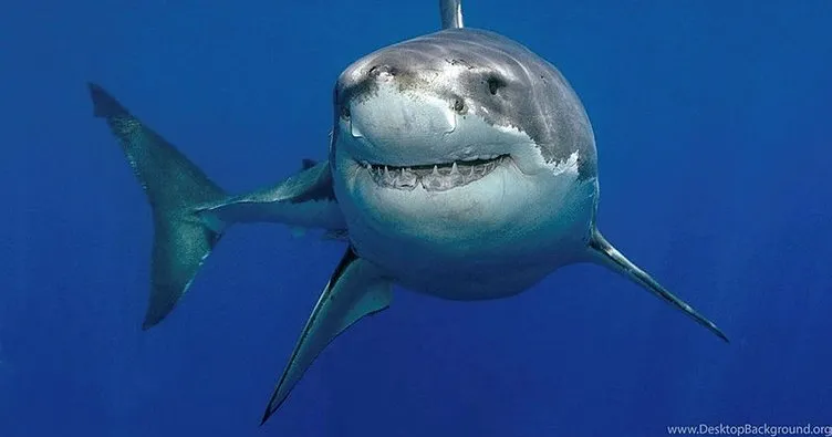 ABD’nin Maine eyaleti açıklarında bir yüzücü köpek balığı saldırısında öldü