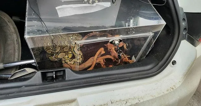 Otomobilin bagajından piton çıktı – Yaşam Haberleri Otomobilin bagajından piton çıktı – Yaşam Haberleri