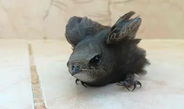 Evinin bahçesinde ebabil kuşu buldu