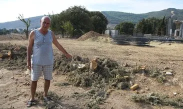 CHP’li belediyeden ağaç katliamı! SABAH, ‘ağaçlar kurudu’ yalanını fotoğraflarla ortaya çıkardı
