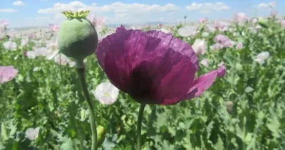 Haşhaş tarlaları mor beyaz