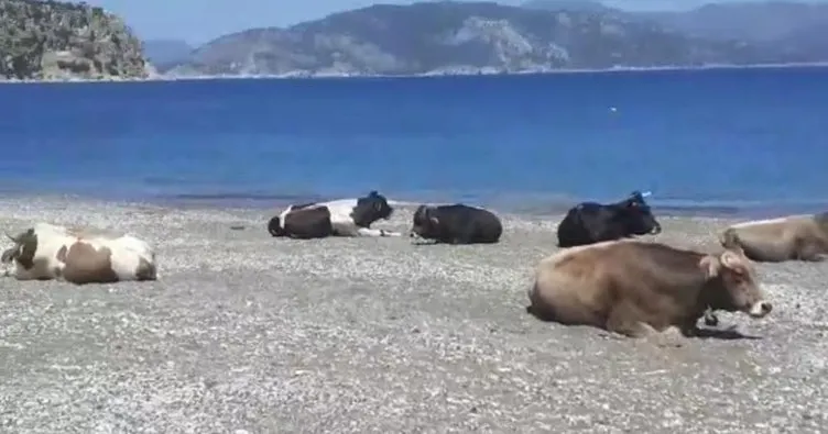 Görenler gözlerine inanamadı! Marmaris’te plajın tadını inekler çıkardı