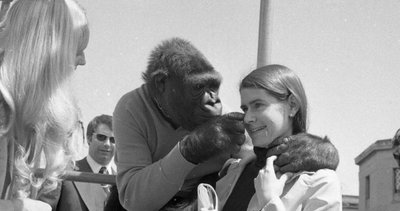 Evrendeki tek akıllı canlı biz değilmişiz! İşaret Dilini Bilen Ünlü Goril Koko empati gösterebiliyordu, ölümlülüğü anlıyordu!