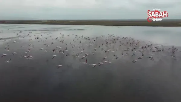 Flamingoların göç yolundaki molaları böyle görüntülendi | Video