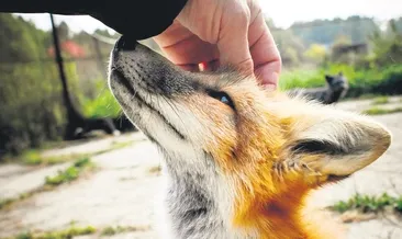 Tilkilerle ilgili şaşırtan gerçek