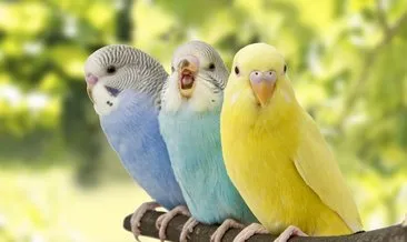 Muhabbet Kuşu İsimleri 2024 - Sarı, Mavi, Yeşil, Dişi Ve Erkek Muhabbet Kuşuna Verilecek İsim Önerileri