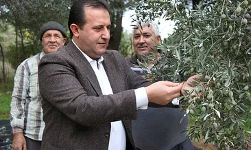 Başkan Soylu, zeytin topladı
