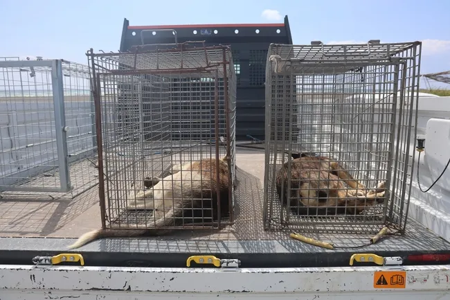 hatayda-4-mahalleye-kuduz-karantinasi-basibos-kopekler-toplaniyor-1748934534164.jpg Hatay'da 4 mahalleye kuduz karantinası: Başıboş köpekler toplanıyor!