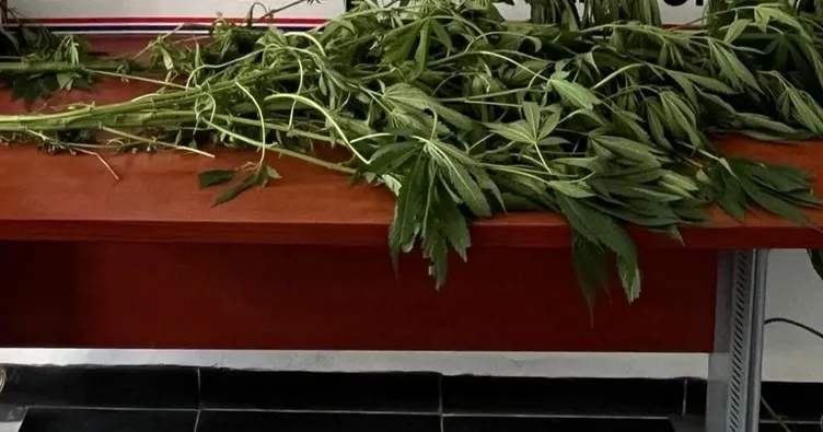 Bahçeye kenevir ekti, ihbarla yakalandı!