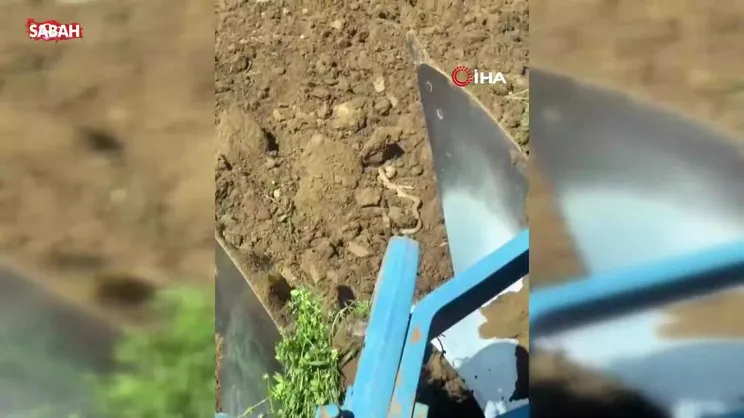 Elazığ’da havaları ısındı, yılanlar ortaya çıktı | Video