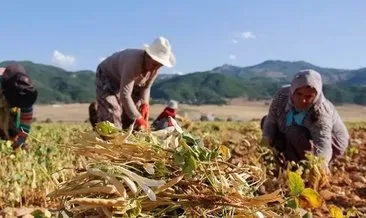 Van’da çiftçilere 170 milyon liralık sertifikalı tohum desteği verildi