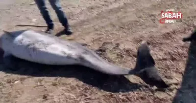 Ayvalık’ta 3 metrelik dev yunus balığı ölüsü bulundu | Video