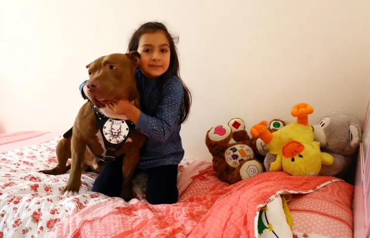 Pitbull ile 8 yaşındaki kızın dostluğu şaşırtıyor