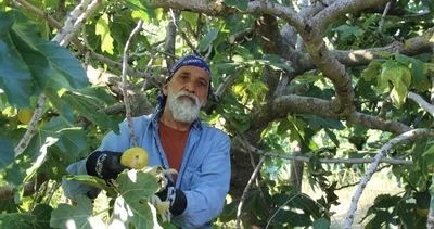 Kuzey Yarımküre’de bir ilk! Dünyada sadece 7 mahallede yetişiyor: İlk hasat o ilimizde