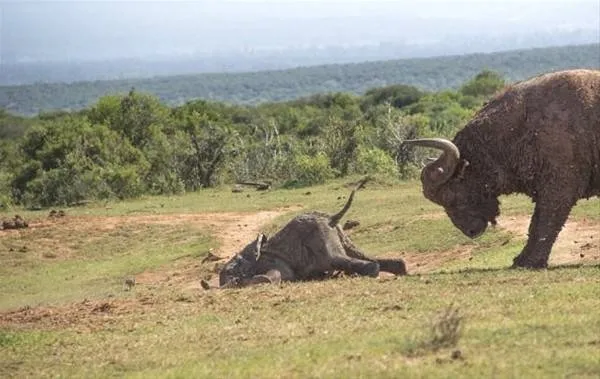 Bufalo saldırısının sonu kötü bitti